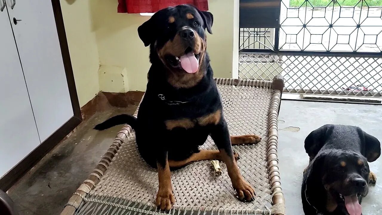 desi dogs don't like Nut-Bolt || Mr.Bolt