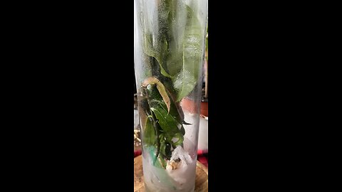 Growing Mango plant in a glass tube.