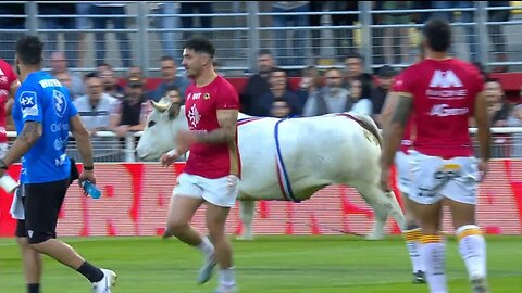 Chaos As Bull Chases Players During Rugby Warm Up