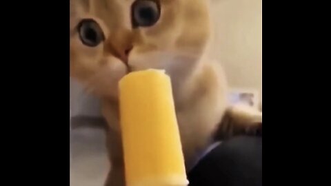 Interesting animal behavior