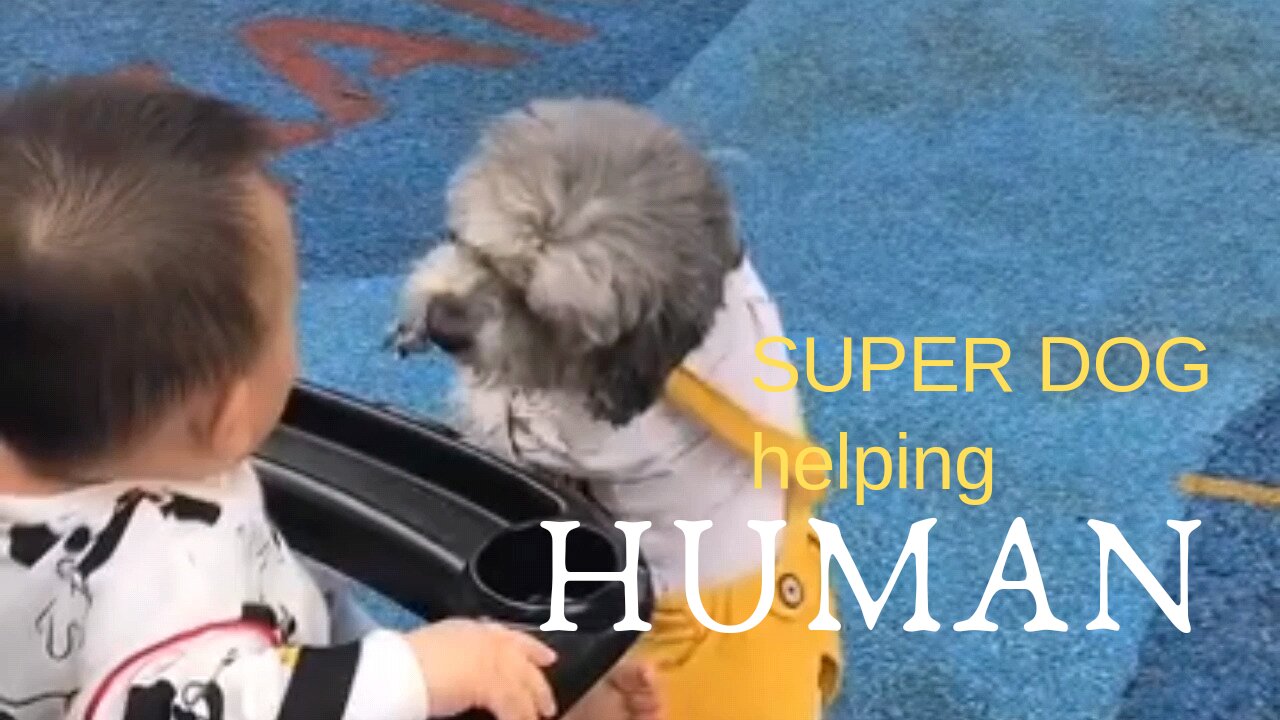 SUPER DOG WITH WONDERFUL HEART HELPING HUMAN