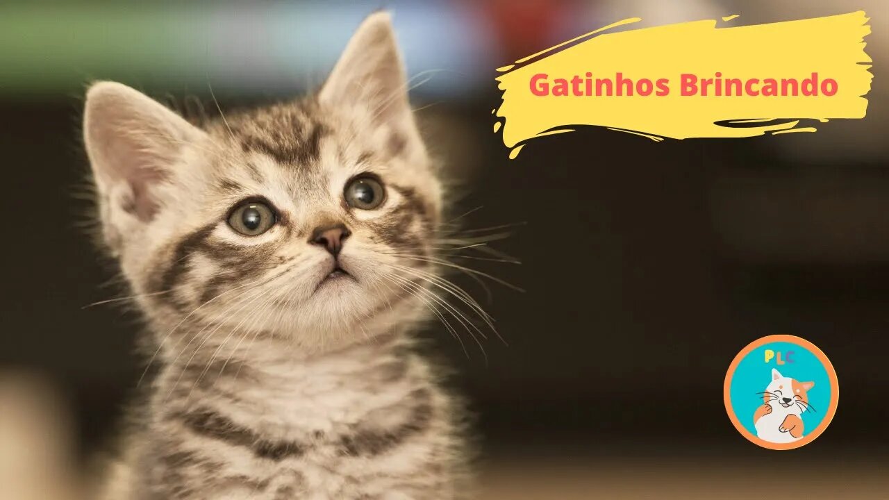 Os melhores Vídeos de Gatinhos Brincando