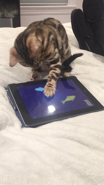 Kitten Goes Crazy For Fishing Game On Tablet