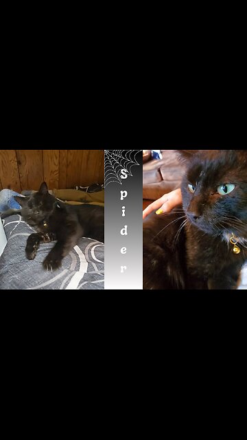 Happy New Year and my rescue cat Spider!