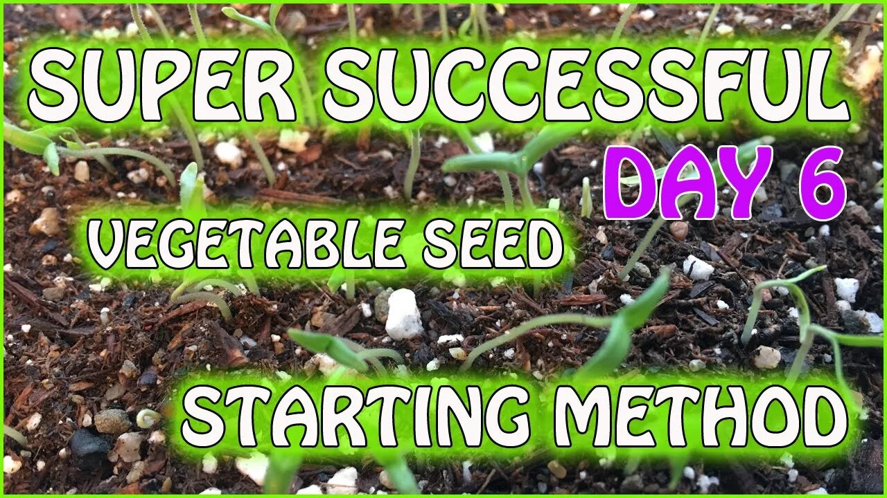 Saturday Projects™.com | 2020 Gardening - 3 | New seed starting method after approx 7 days.