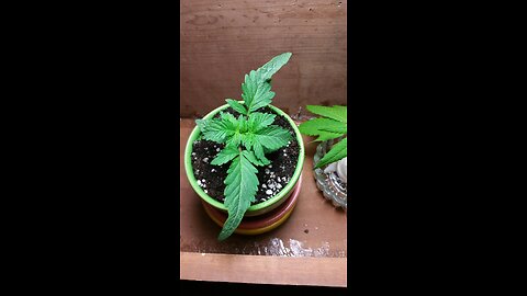 FoxFarm 752289790201 FX14006 1-Quart Grow Big Liquid Concentrate 6-4-4, Blue