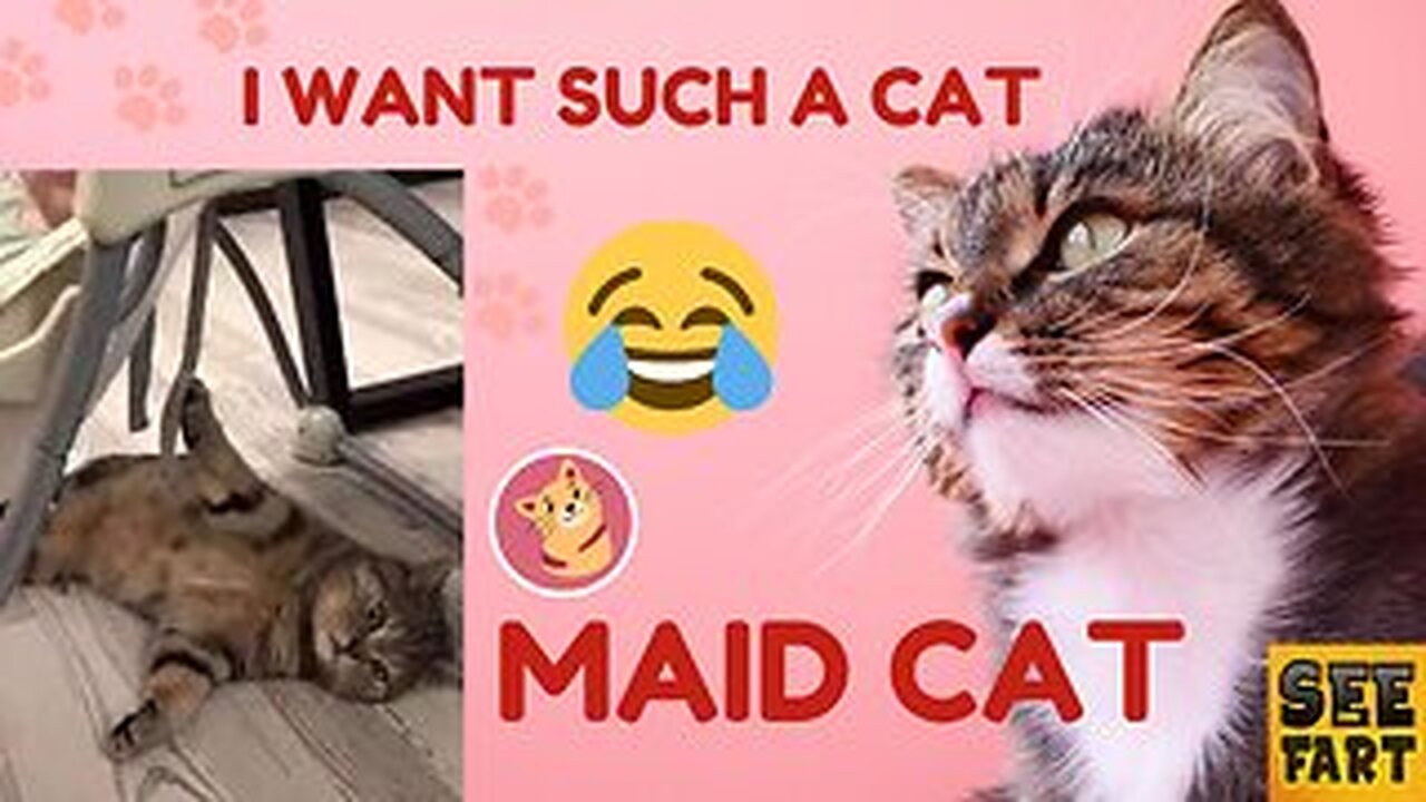 Funny video😂 maid cat😍😍😂😂😂Please Follow