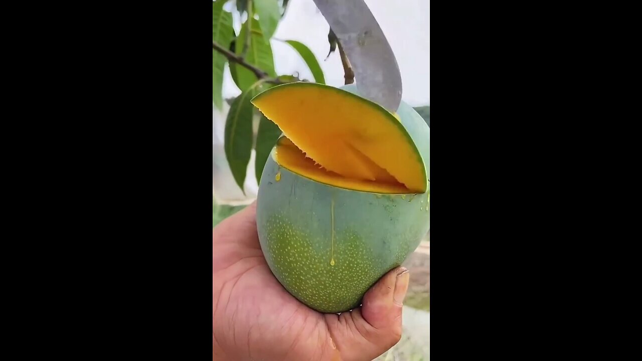 😋 Mango 🥭