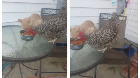 Cat Slaps Chicken Trying to Steal Their Food