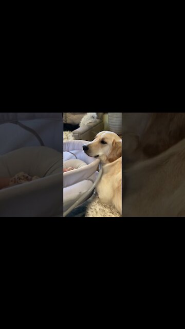 How Dog protect the Baby