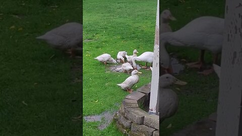 #ducks #rain #shorts