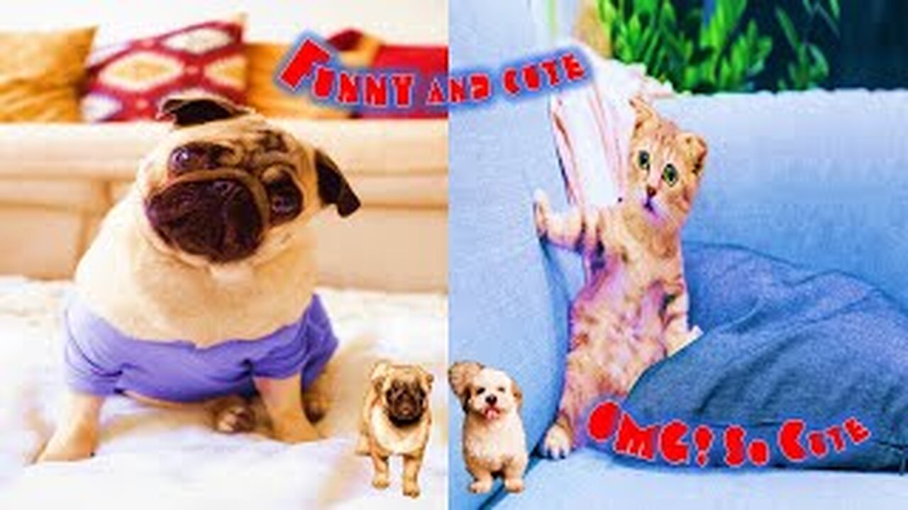 Best Cat and Dog Funny Videos 2022