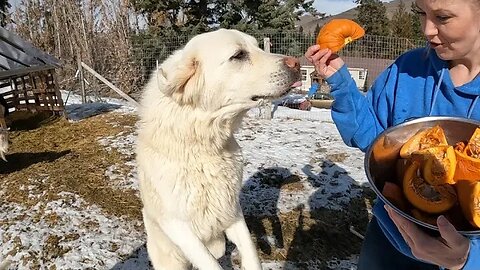 Goats Don't Like Our Pumpkin Snack: A Surprising Discovery!