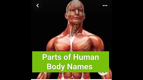 Part's of human body names