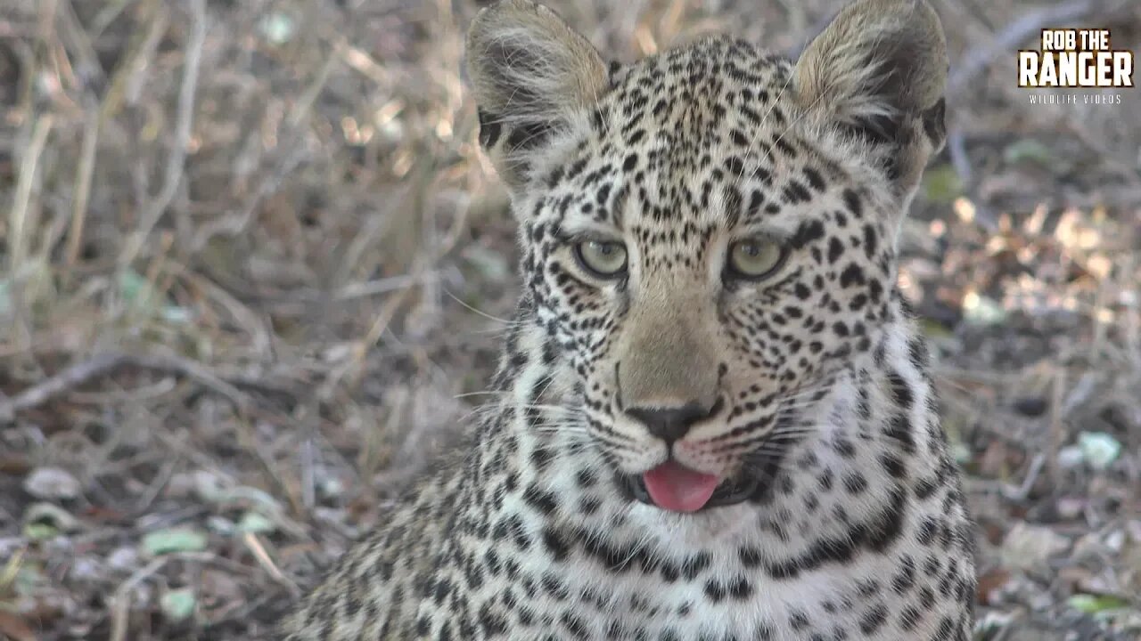 Enjoy This Playful Leopard Mother And Cub!