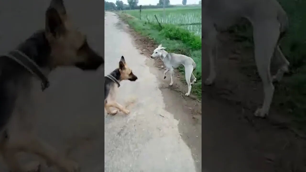 attack dog #rudrakrishna #dog #ytshorts