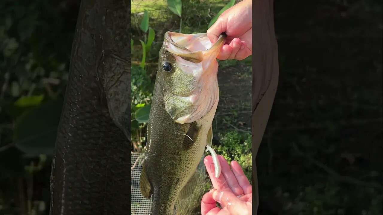 Weightless Flat Top Minnows are summer slayers! #fishing #bass #bassfishing #pondfishing #shorts