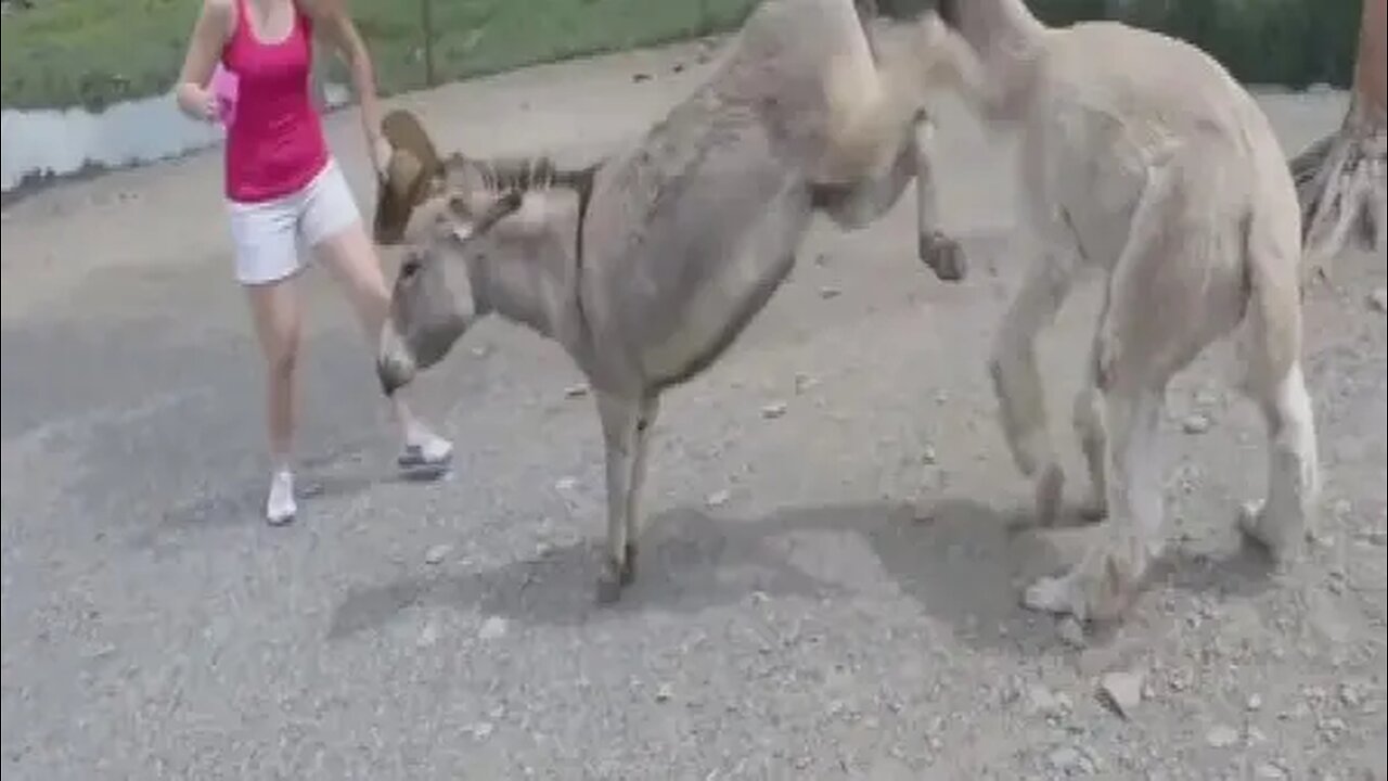 Hilarious Donkey Kick! Laugh to Death Funny Animal Compilation. 😂 #Comedy