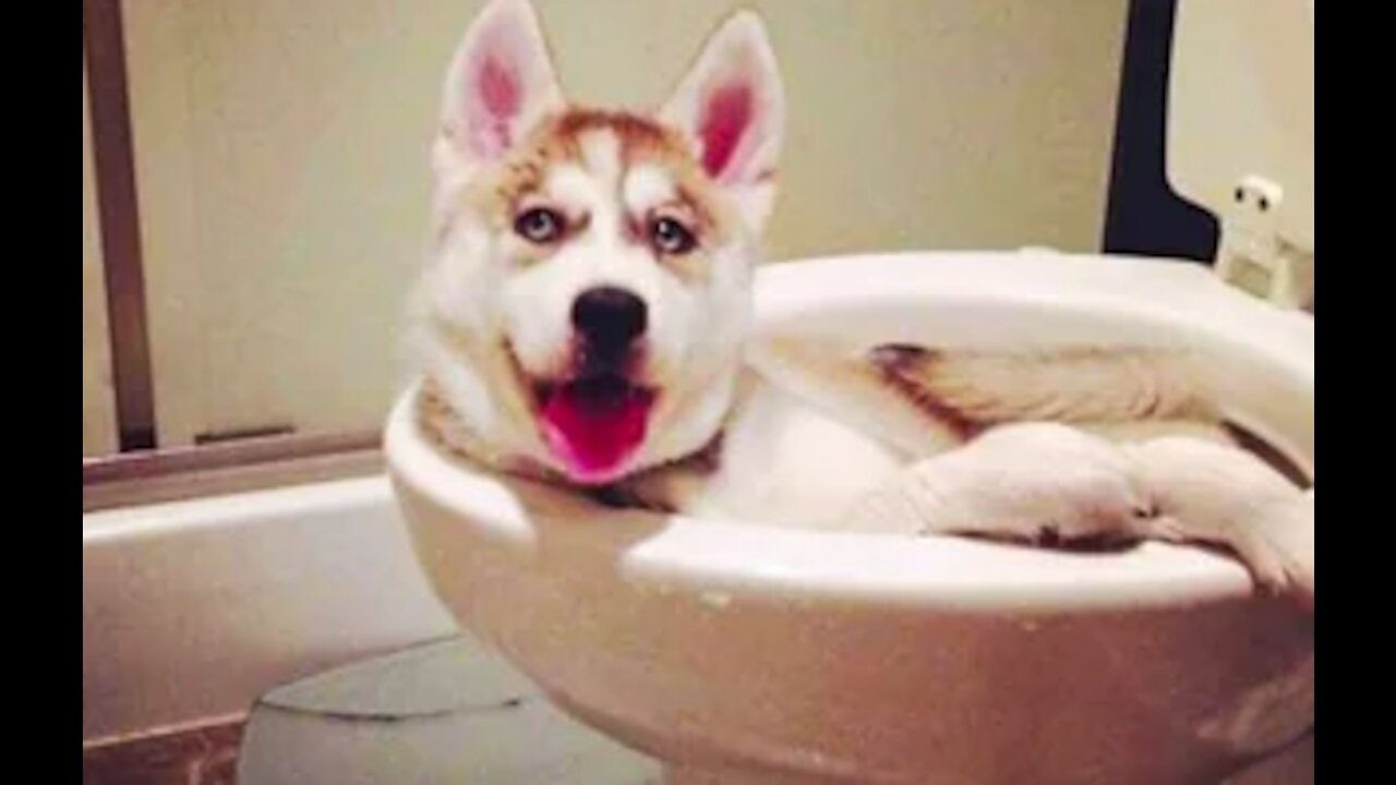 Top Funny Pet Videos - TRY NOT TO LAUGH 😇😇😇