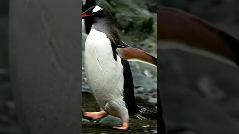 Penguins Cute Animal Video #shorts #shortvideo #cute #viral #trending #viralshorts #trend #funny