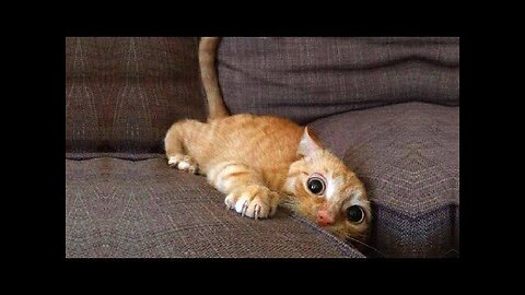 Baby cats 😂😂 funny cats vidéo compilation