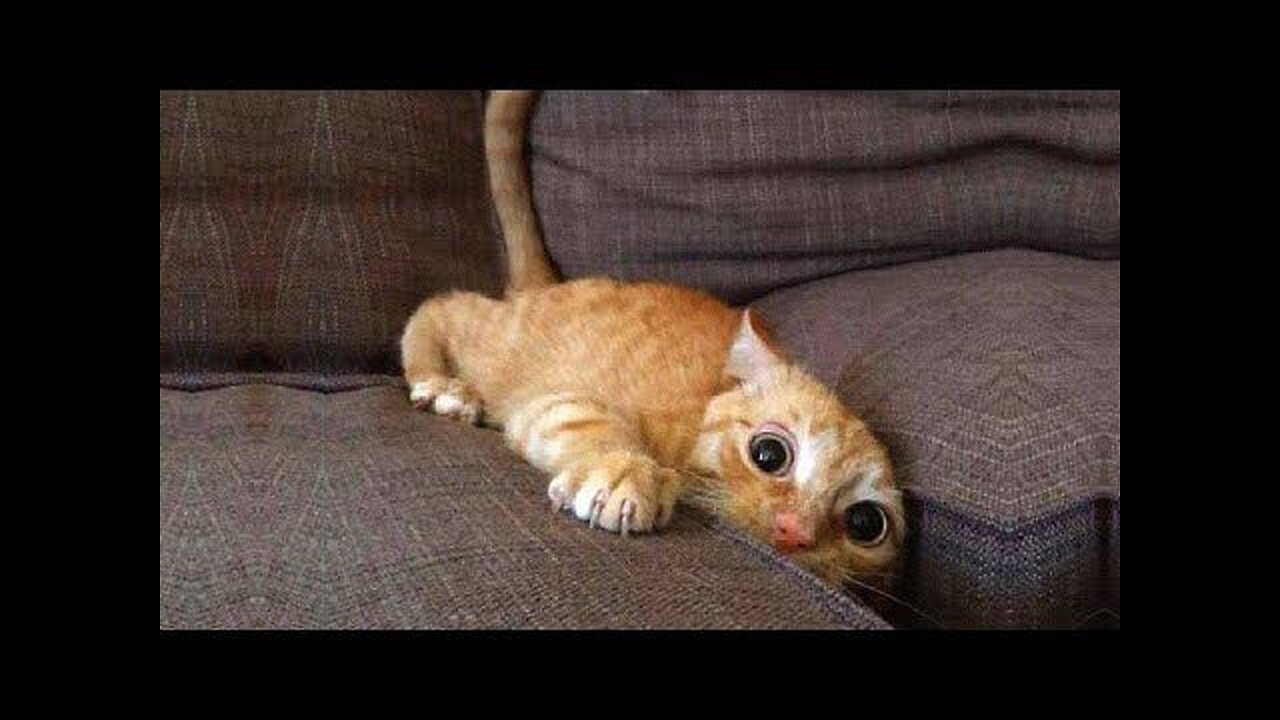 Baby cats 😂😂 funny cats vidéo compilation