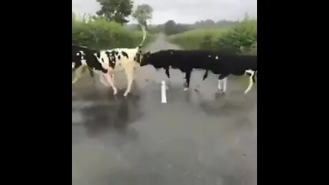 Calves jumping over a white line