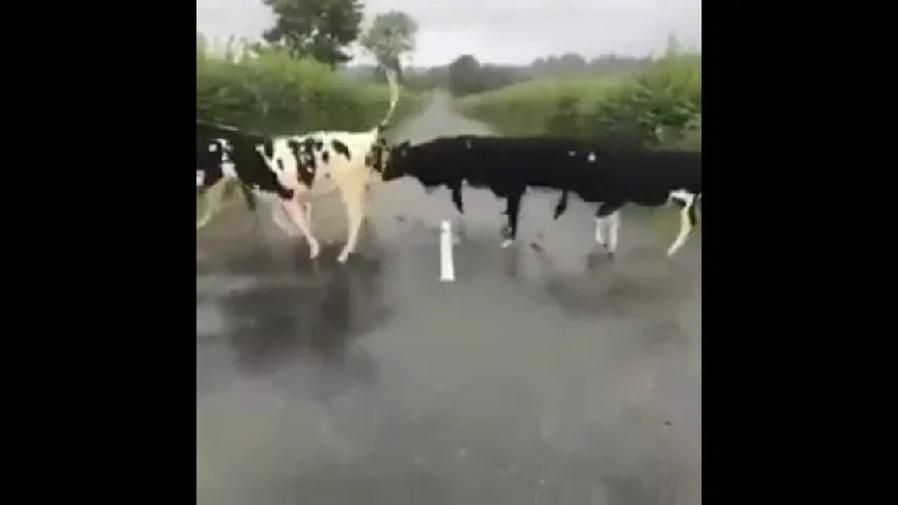 Calves jumping over a white line