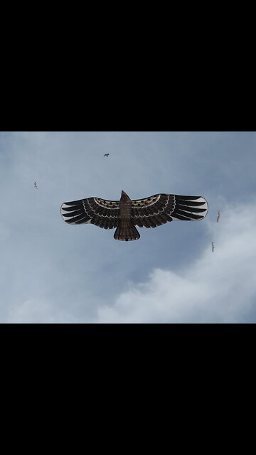 Our Fake Eagle fools a Real Eagle - www.geesebusters.com