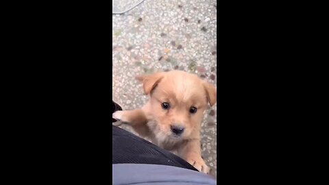 cute puppy