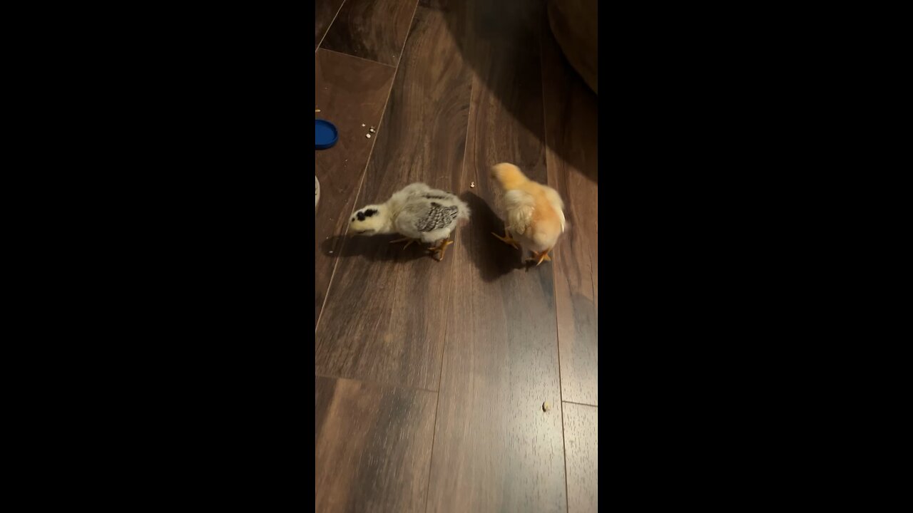 Cute baby chickens