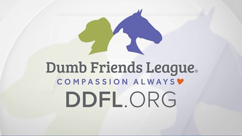 Dumb Friends League looking for adopters