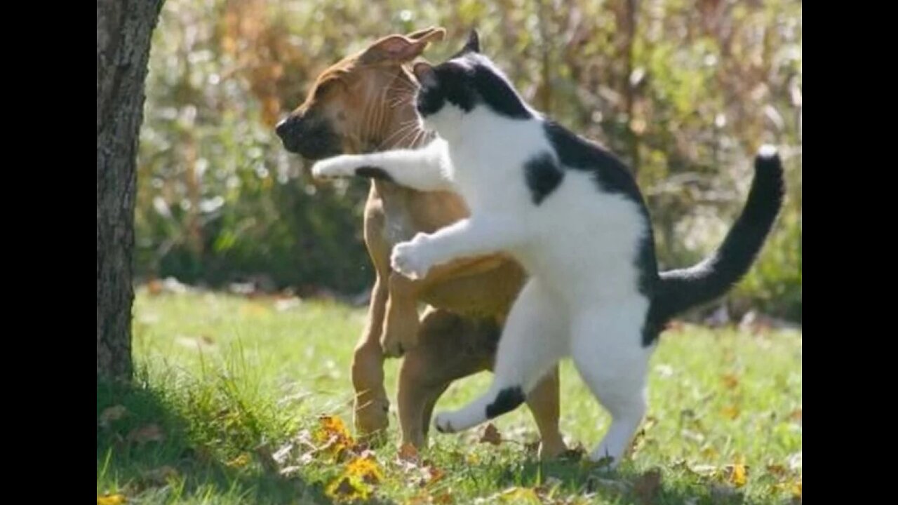 Best Blooper Boopers Animal Pranks Videos Funny Animal