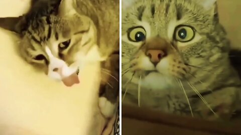 The Most Funny Cat Moments 2023😁😁😁