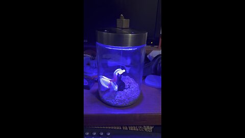 Black Cat led Lamp