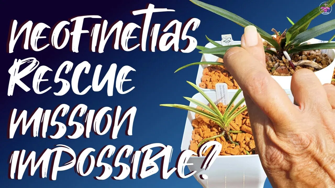 Vanda falcata set up change | Classic leca Semi Hydro Fail 😖 | Rescuing Vanda falcata collection 🤞🏼