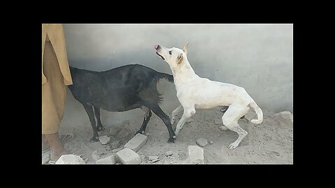 Black goat and dog meeting 1st time