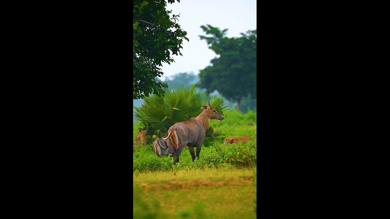 Beautiful animal nilgai