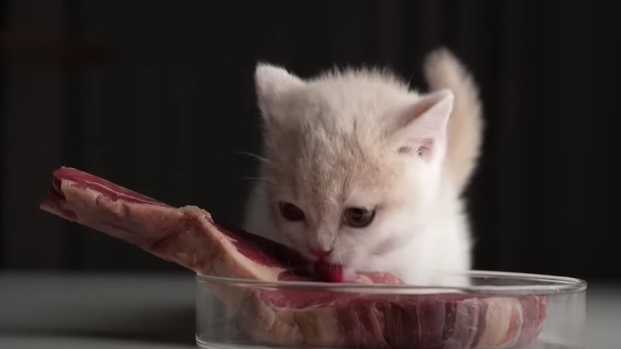 A kitty aggressively cute eating the stake while purring