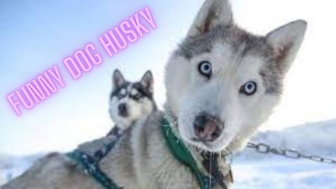 Funny dog Husky