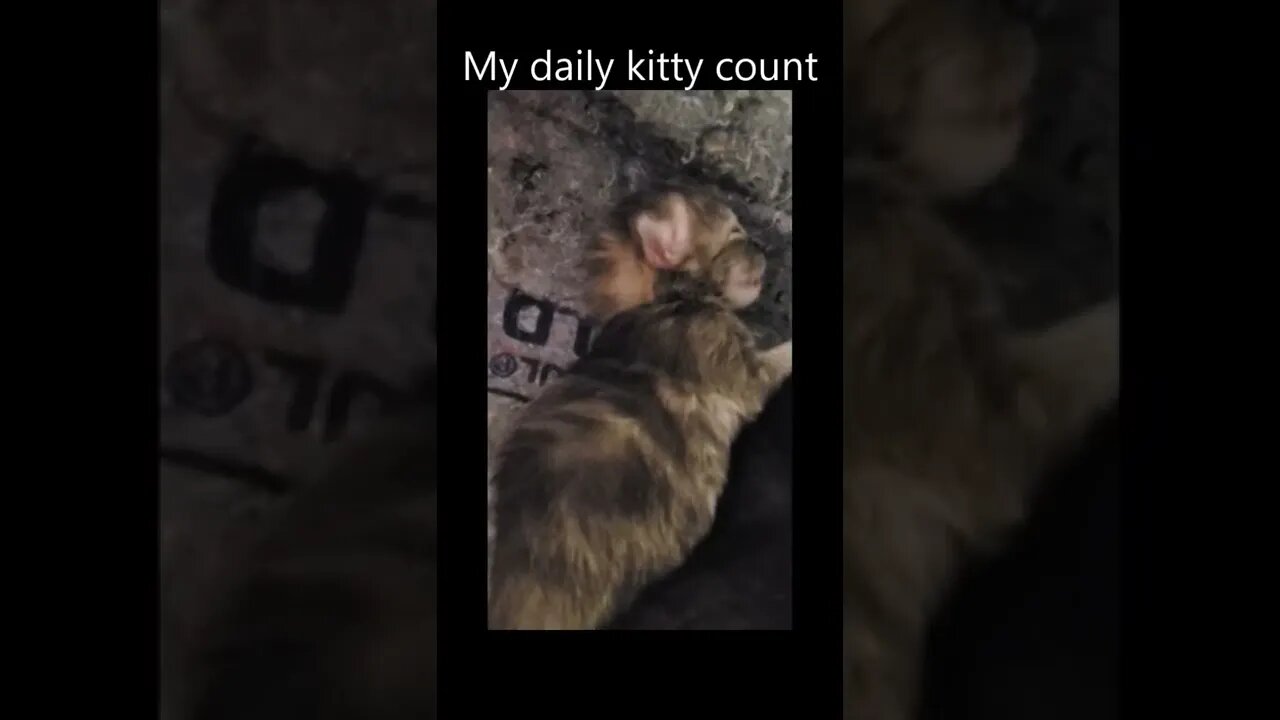 Silly Kitten Sleeping Backward