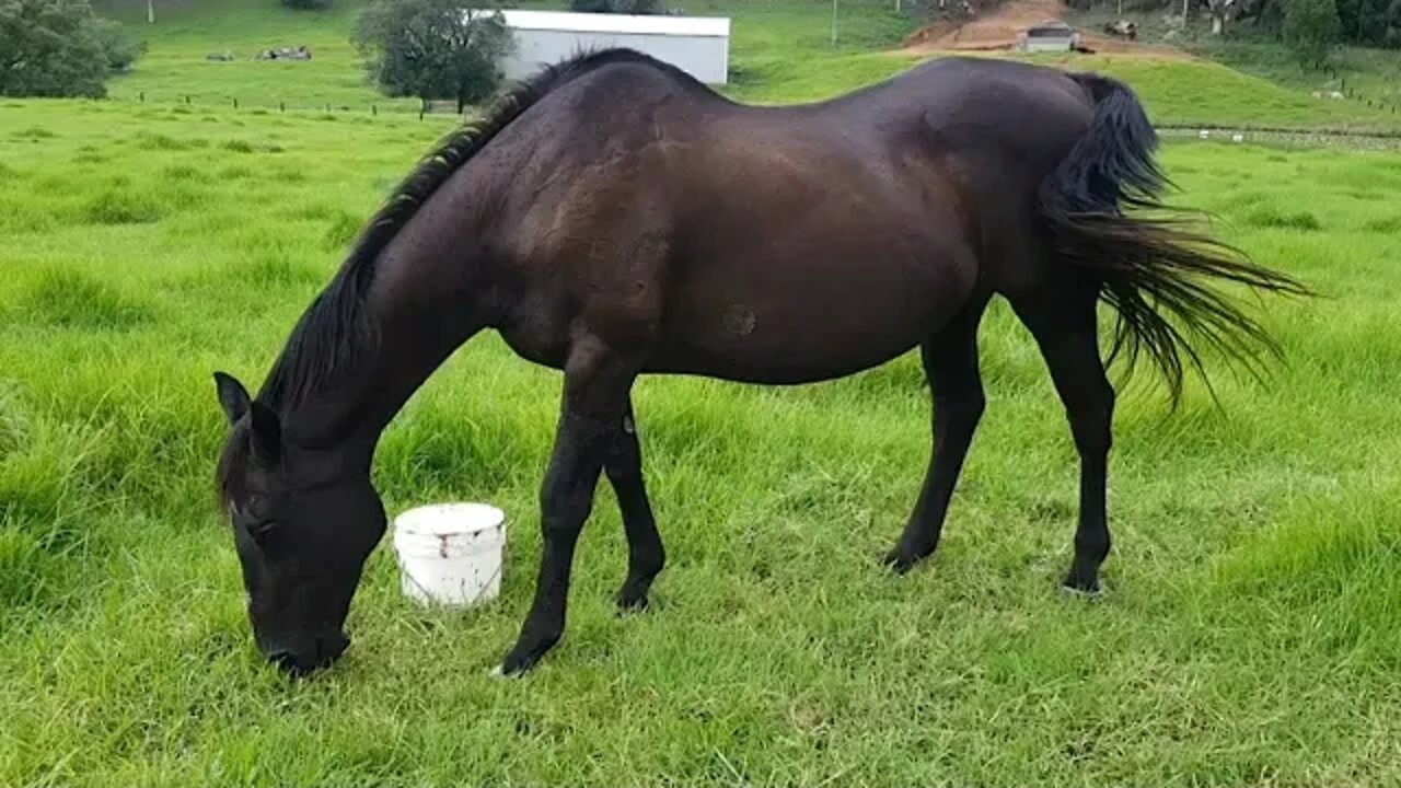 Cleo has put on weight and a little less itchy