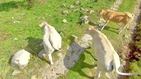 Vallée des Merveilles : rencontre inattendue avec deux petits veaux !