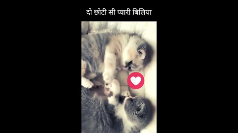 दो छोटी सी प्यारी बिलिया😘two little cute cats👈