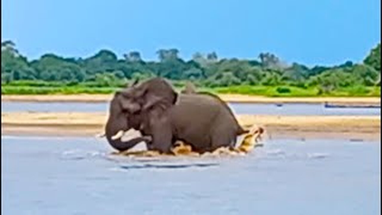 Crocodile Swings from Elephants Tail