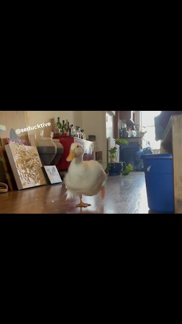 Wrinkle the Duck running back and forth