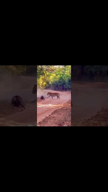 Exploring the Wonders of Wildlife: #shorts