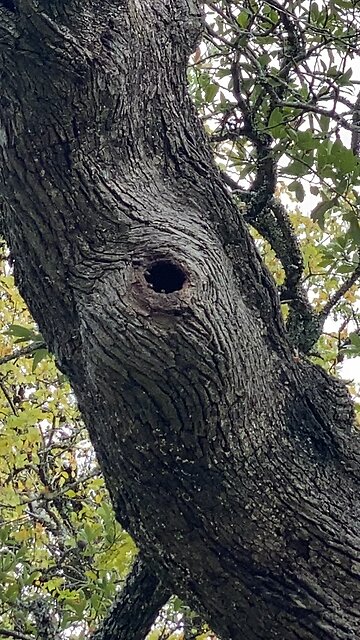 Paddle boarding bee tree. I get to put up 'bee houses' (swarm traps) on this property.