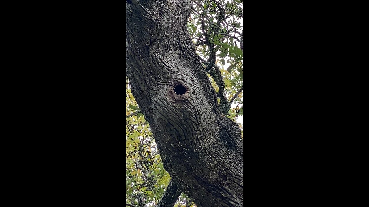 Paddle boarding bee tree. I get to put up 'bee houses' (swarm traps) on this property.