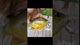 Catching sunfish with TINY fishing lure! #Sunfish #creek #pondfishing